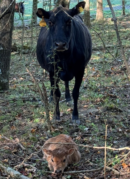 miniature jersey cross heifer bottle calves, several are A2/A2